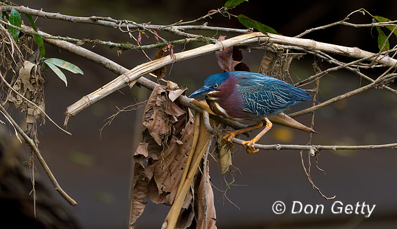 Green Heron
