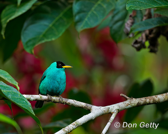 Green Honeycreeper