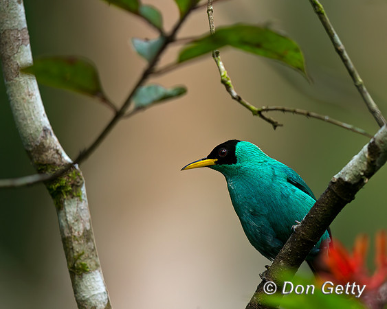Green Honeycreeper