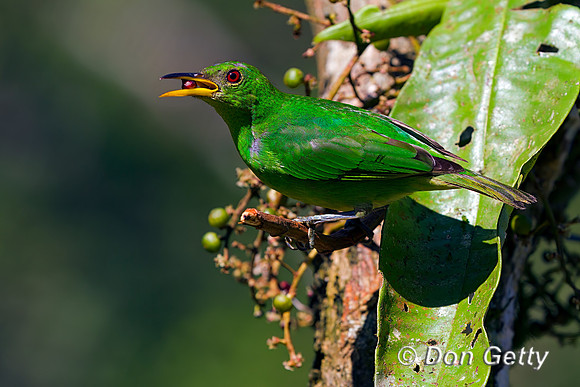 Green Honeycreeper
