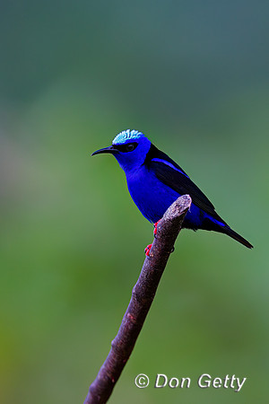 Red-legged Honeycreeper