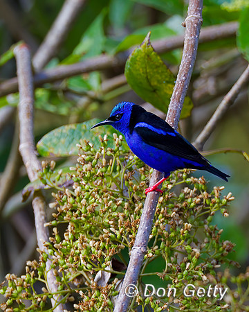 Red-legged Honeycreeper