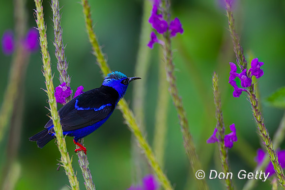Red-legged Honeycreeper