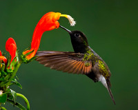 Black-bellied Hummingbird