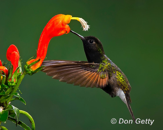 Black-bellied Hummingbird