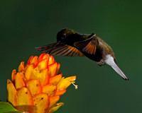Black-bellied Hummingbird