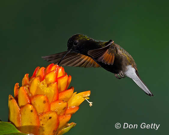 Black-bellied Hummingbird