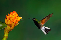 Black-bellied Hummingbird