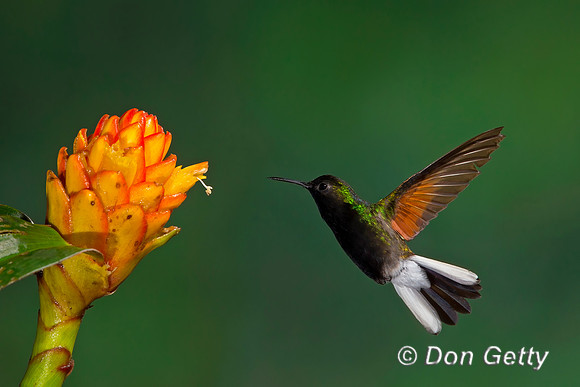 Black-bellied Hummingbird