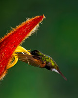 Black-bellied Hummingbird
