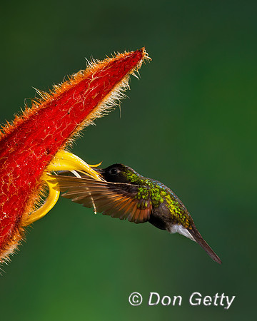 Black-bellied Hummingbird