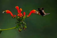 Black-bellied Hummingbird