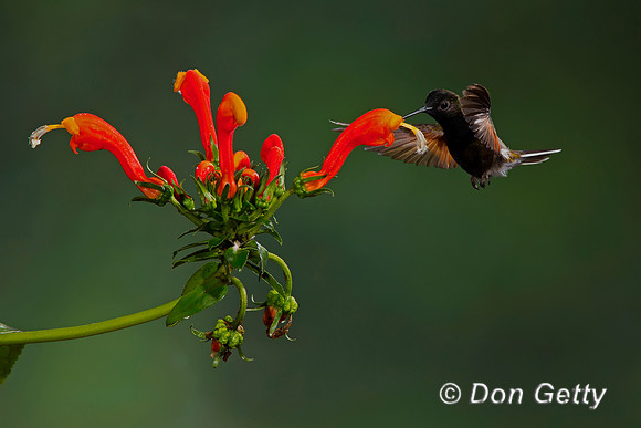 Black-bellied Hummingbird
