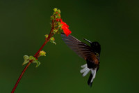 Black-bellied Hummingbird