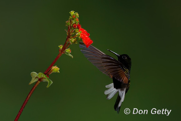 Black-bellied Hummingbird