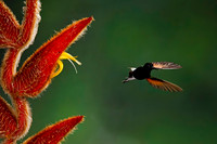 Black-bellied Hummingbird