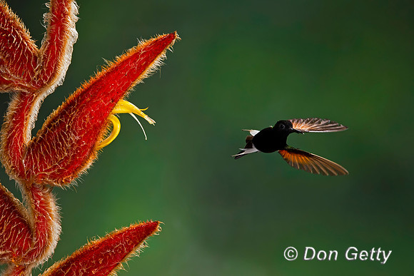 Black-bellied Hummingbird
