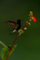 Black-bellied Hummingbird
