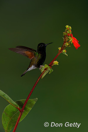 Black-bellied Hummingbird