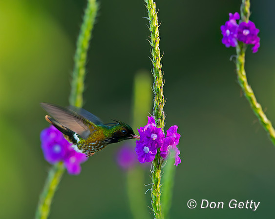 Black-Crested Coquette Hummingbird