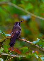 Brown Violet-ear Hummingbird