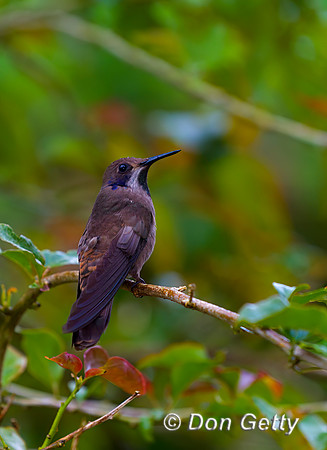 Brown Violet-ear Hummingbird