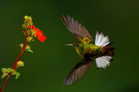 Coppery-headed Emerald Hummingbird