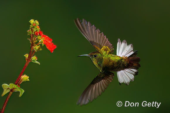 Coppery-headed Emerald Hummingbird