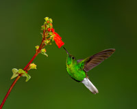 Coppery-headed Emerald Hummingbird