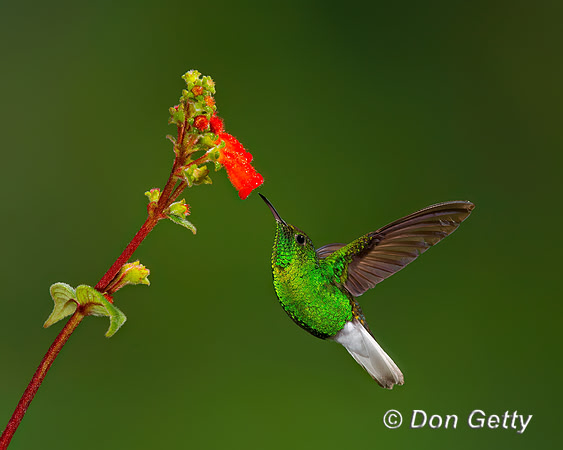 Coppery-headed Emerald Hummingbird