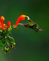 Coppery-headed Emerald Hummingbird