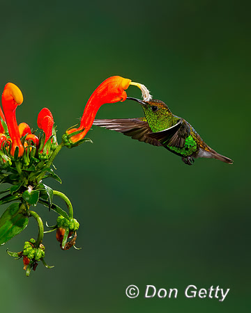 Coppery-headed Emerald Hummingbird