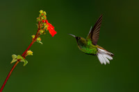 Coppery-headed Emerald Hummingbird