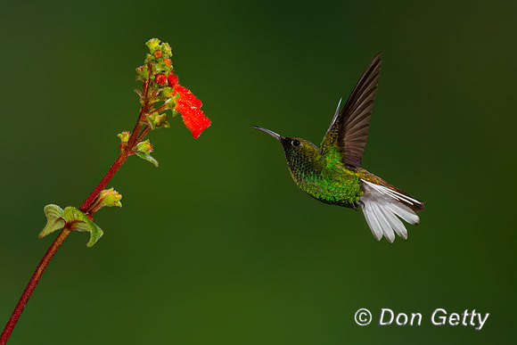 Coppery-headed Emerald Hummingbird