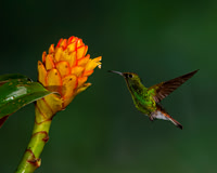 Coppery-headed Emerald Hummingbird