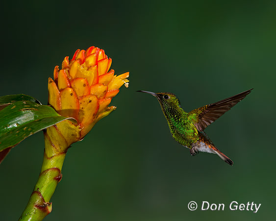 Coppery-headed Emerald Hummingbird