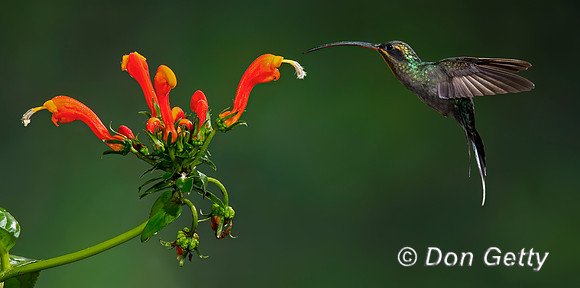 Green Hermit Hummingbird
