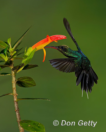 Green Hermit Hummingbird