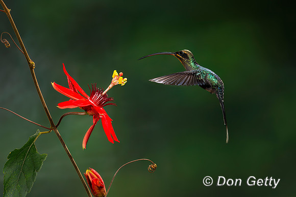 Green Hermit Hummingbird
