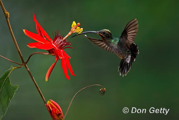 Green Hermit Hummingbird