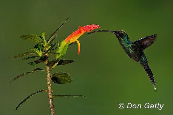 Green Hermit Hummingbird