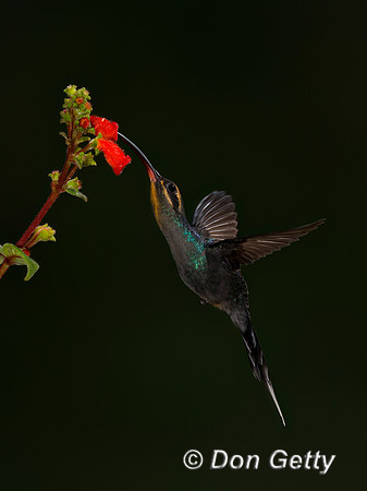 Green Hermit Hummingbird