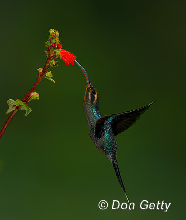 Green Hermit Hummingbird