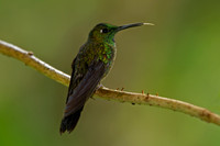 Green-crowned Brilliant Hummingbird