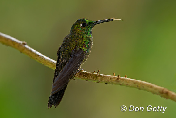 Green-crowned Brilliant Hummingbird