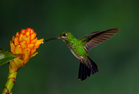 Green-crowned Brilliant Hummingbird