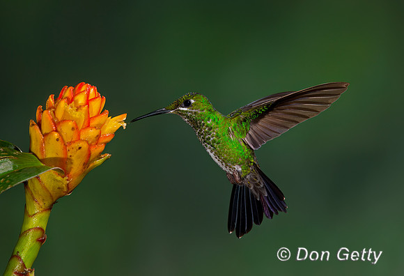Green-crowned Brilliant Hummingbird