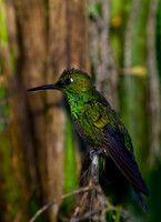 Green-crowned Brilliant Hummingbird