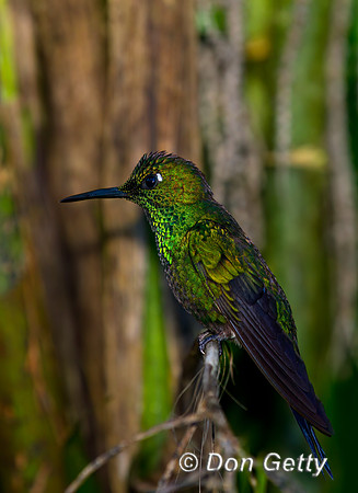 Green-crowned Brilliant Hummingbird