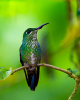 Green-crowned Brilliant Hummingbird